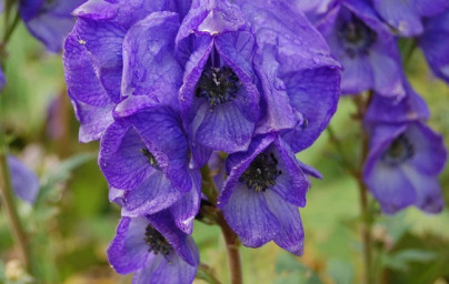 Prilbica modrá (Aconitum subgenus) Prilbica modrá (Aconitum subgenus)
